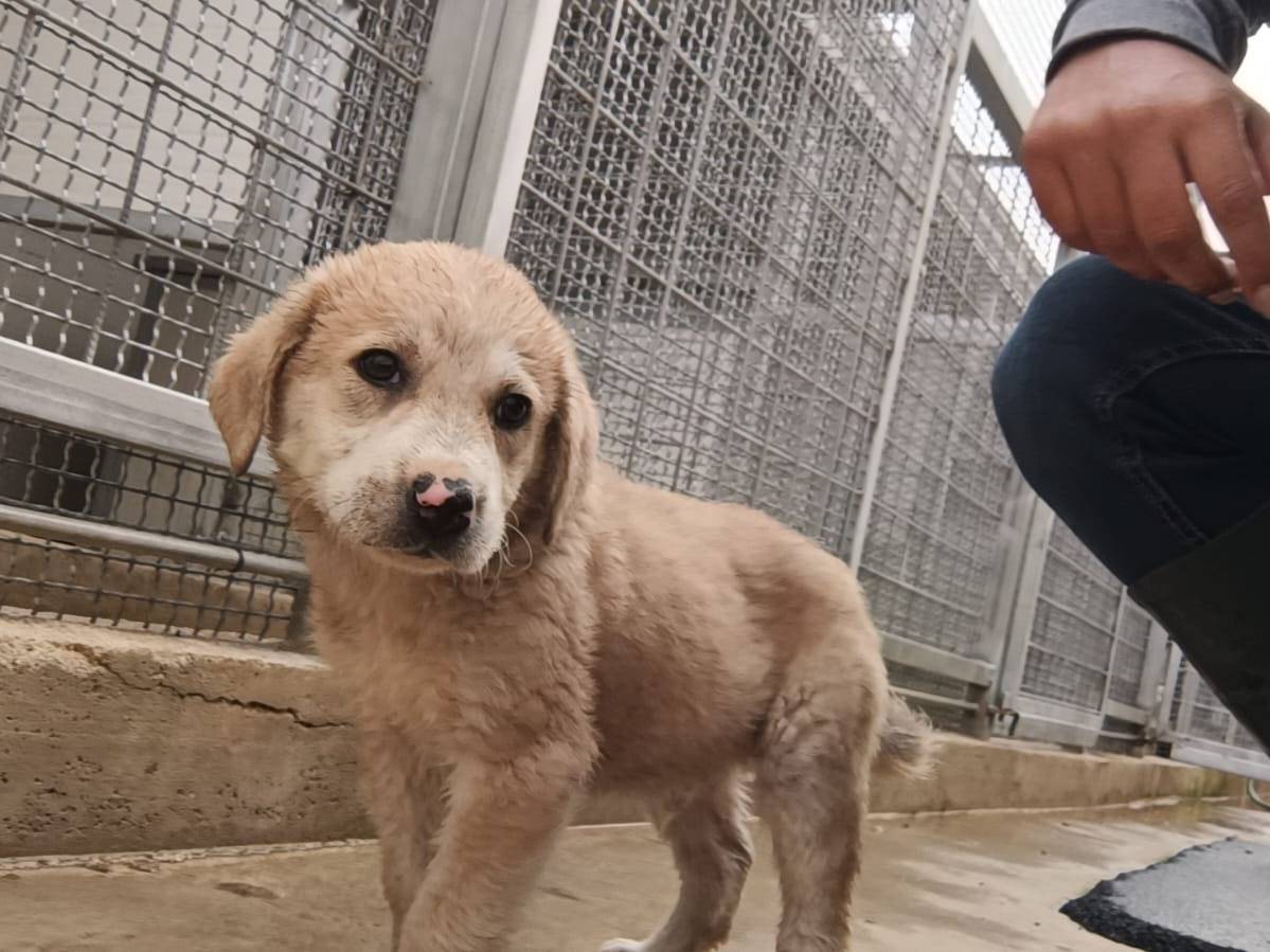 Adozione cane, maschio, meticcio, 7 mesi, taglia media, Caserta