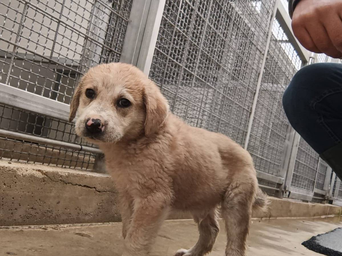 Adotta un cane, maschio, 7 mesi, Caserta