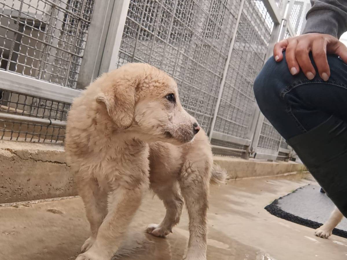 Adotta un cane, taglia media, maschio, Caserta