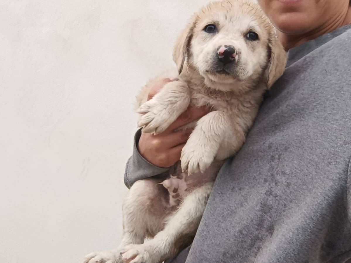 Vuoi adottare un cane a Caserta?