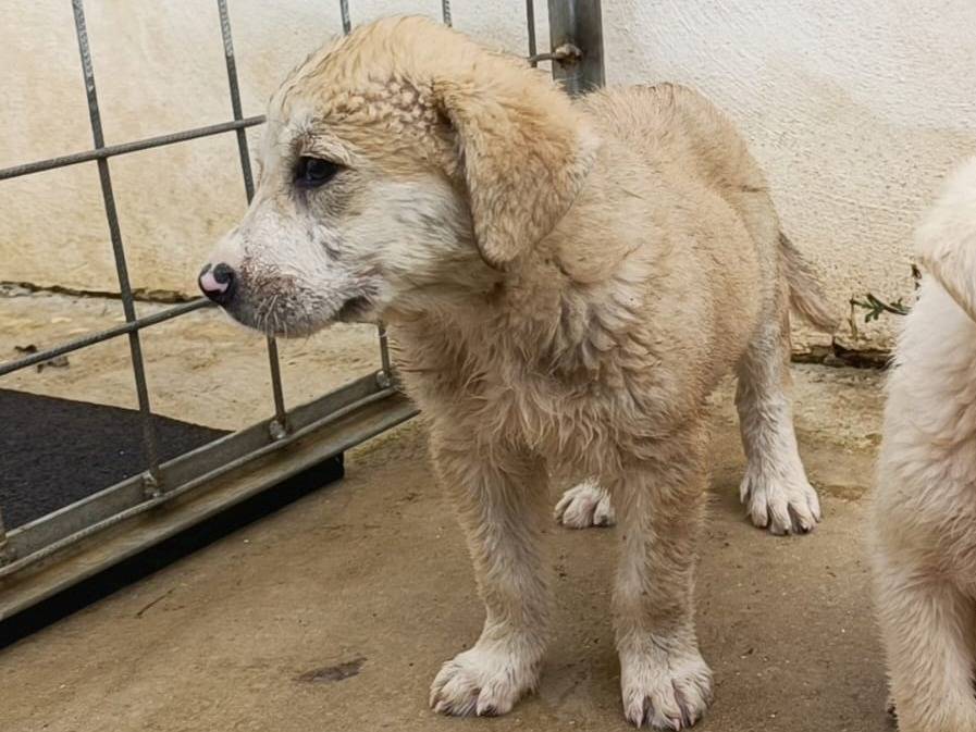 Adotta il cane Firas a Caserta