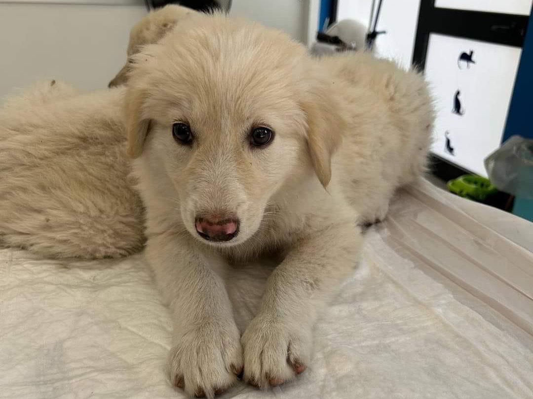 Adozione cane, maschio, Pastore maremmano, 2 anni e 2 mesi, taglia gigante, Siracusa