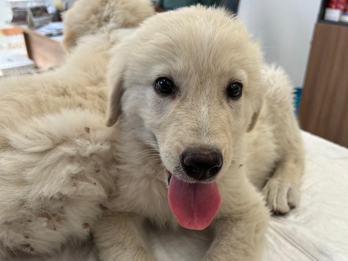 Adotta un cane, maschio, 2 anni e 2 mesi, Siracusa