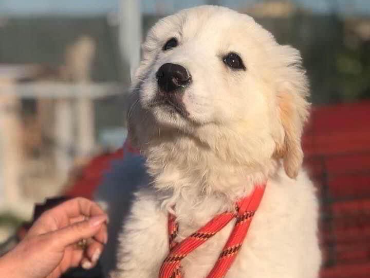 Adotta un cane, taglia gigante, maschio, Siracusa