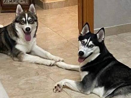 Adozione cane, femmina, Siberian Husky, 6 anni e 4 mesi, taglia media, Trapani