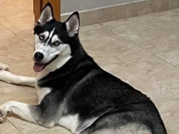 Adotta un cane, femmina, 6 anni e 4 mesi, Trapani