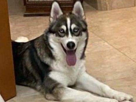Adotta un cane, taglia media, femmina, Trapani