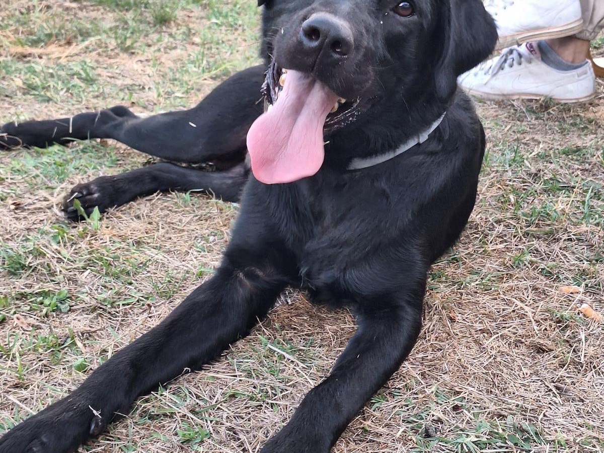 Adotta un cane, maschio, 3 anni  e 5 mesi , Potenza
