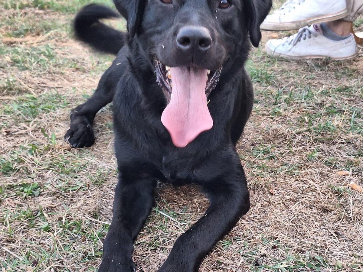 Adotta un cane, taglia grande, maschio, Potenza