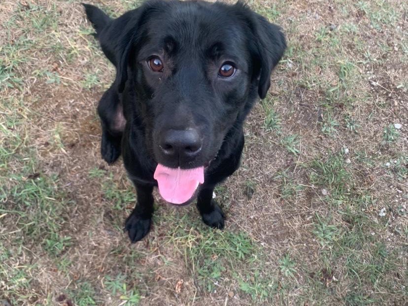 Vuoi adottare un cane a Potenza?