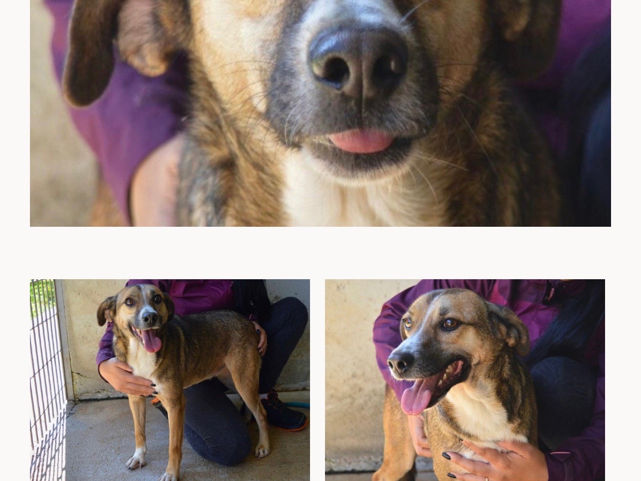 Adozione cane, femmina, meticcio, 3 anni , taglia media contenuta, Roma