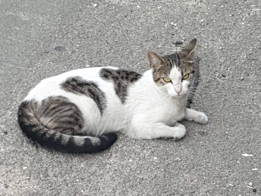 Foto dell'animale