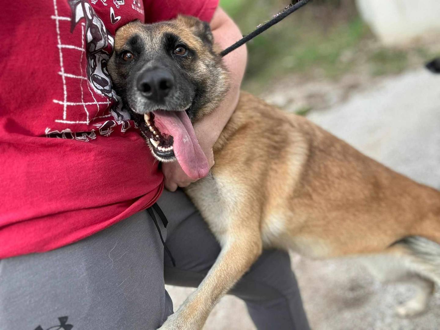 Vuoi adottare un cane a Firenze?