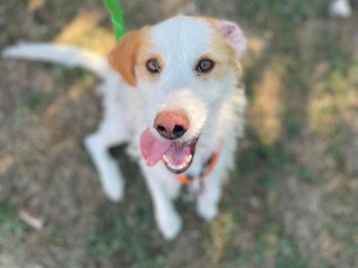 Adotta il cane MINNIE a Firenze