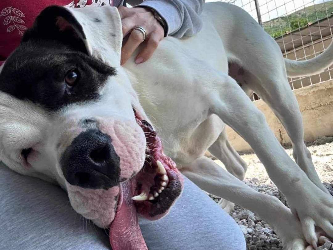 Adozione cane, maschio, Fox Terrier a pelo liscio, 3 anni  e 2 mesi , taglia grande, Firenze