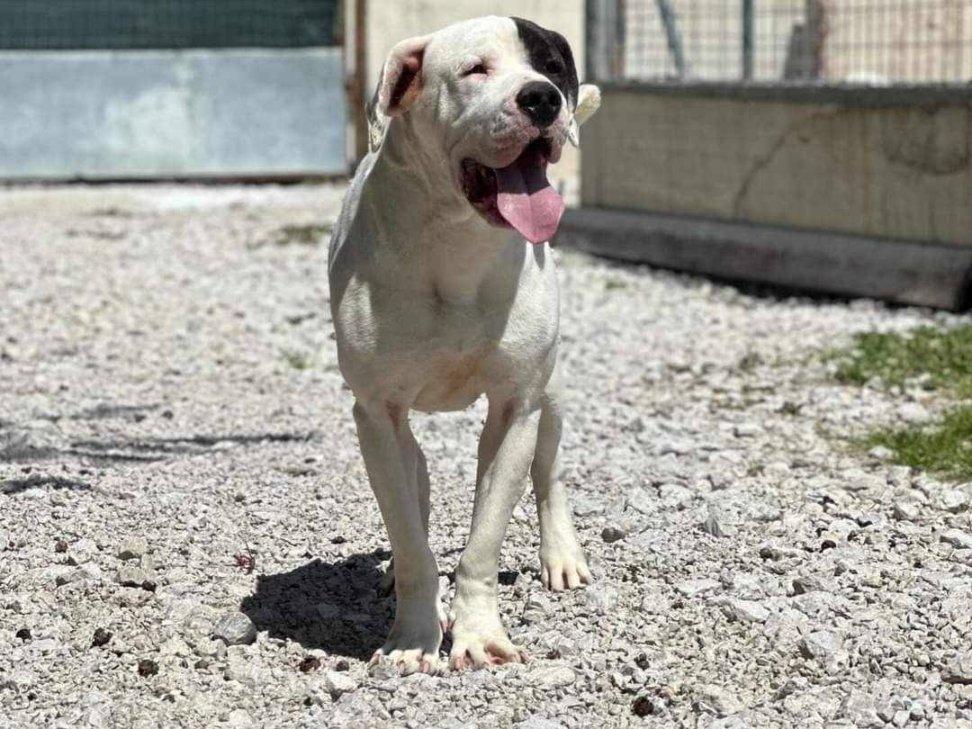 Adotta un cane, taglia grande, maschio, Firenze