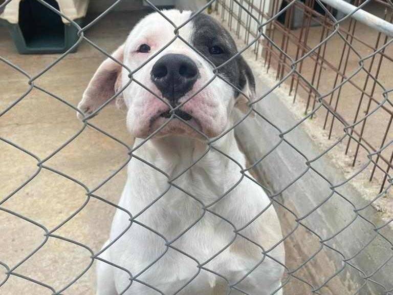 Vuoi adottare un cane a Firenze?