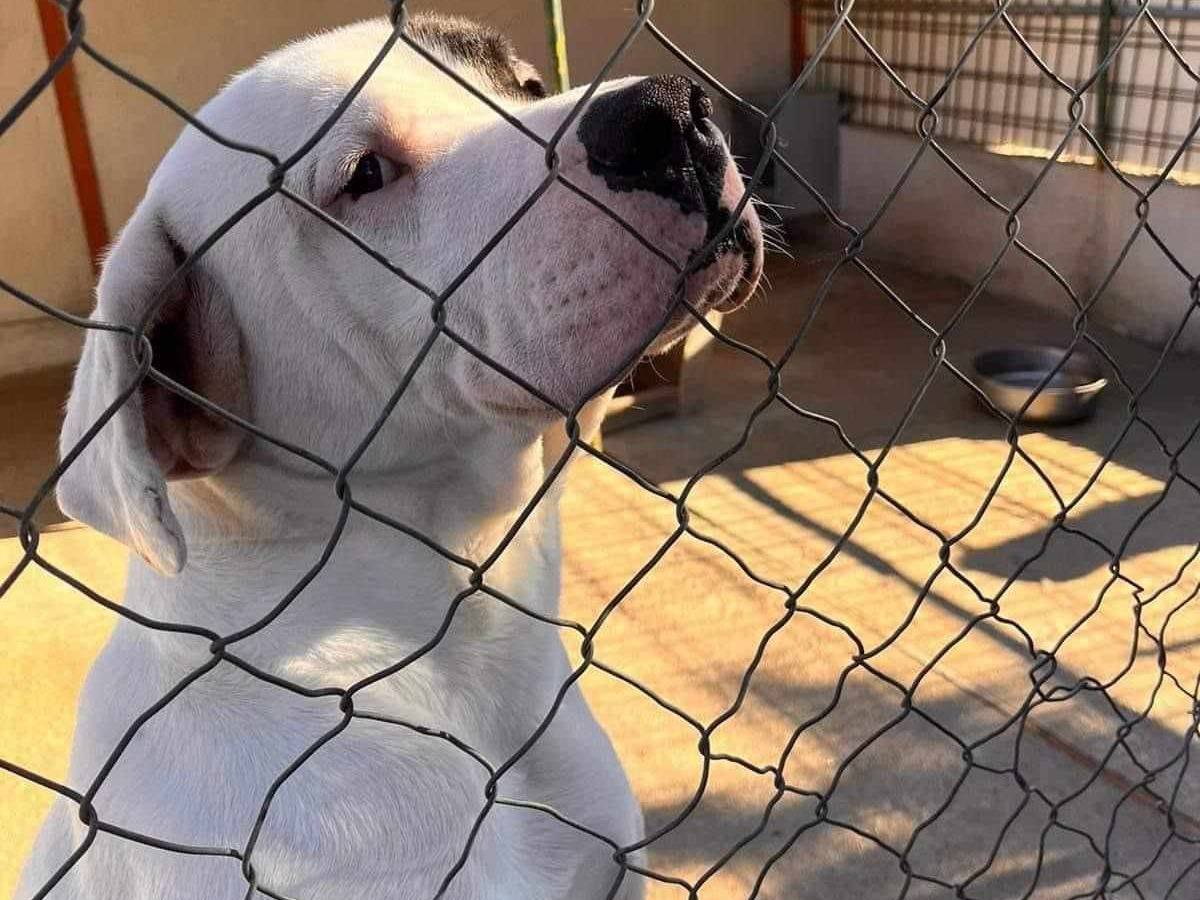 Adotta il cane Vincent a Firenze