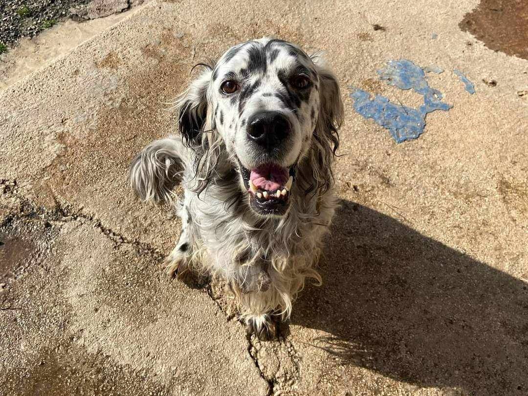 Adozione cane, maschio, Setter Inglese, 6 anni  e 6 mesi , taglia media, Firenze