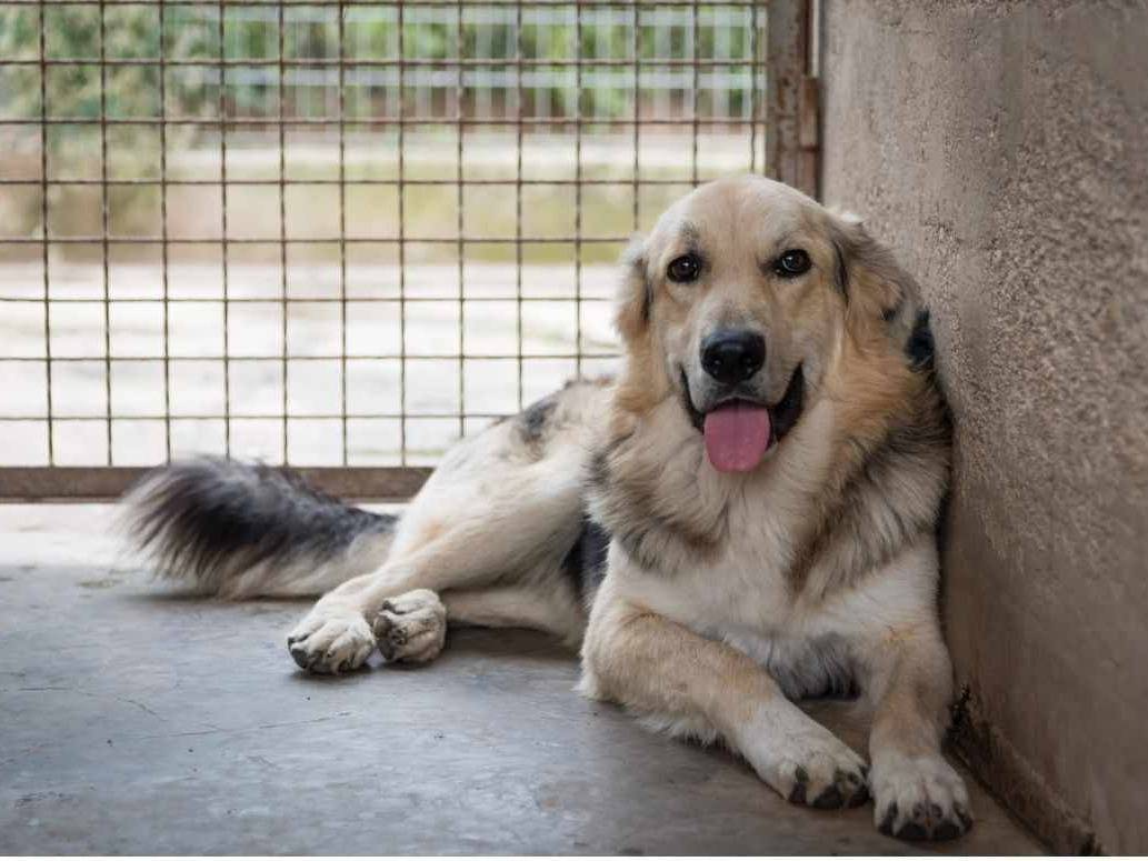 Foto dell'animale
