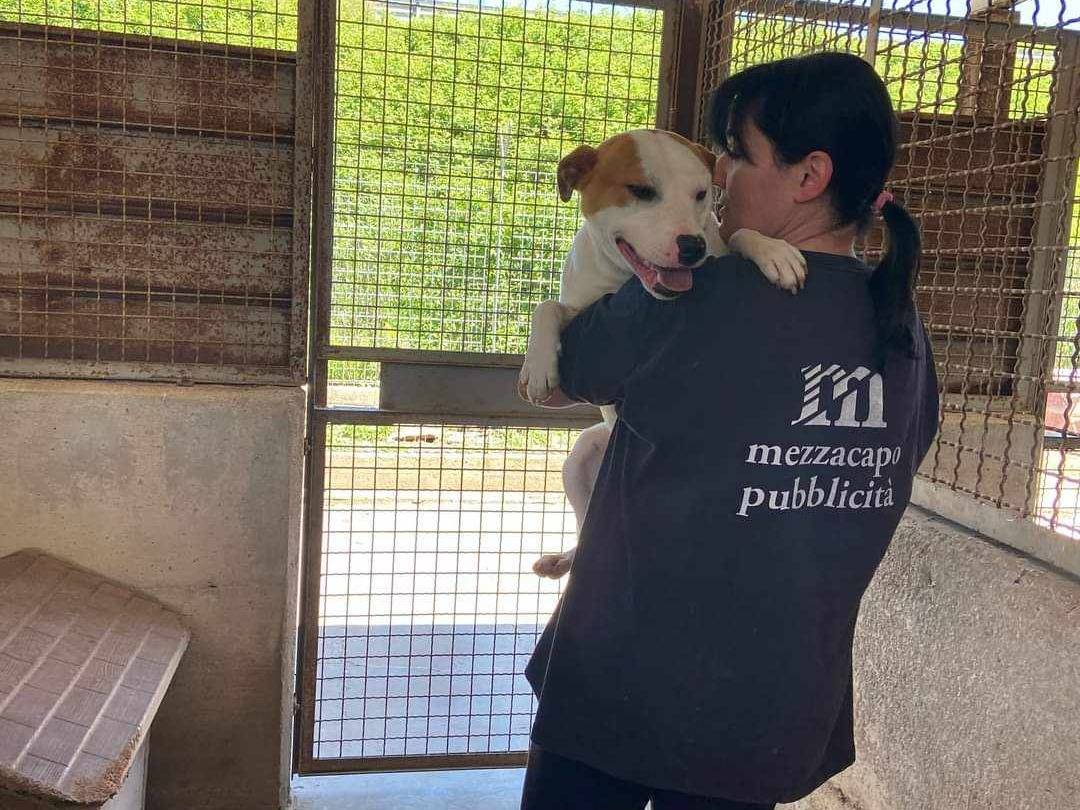 Adotta un cane, taglia media contenuta, maschio, Firenze