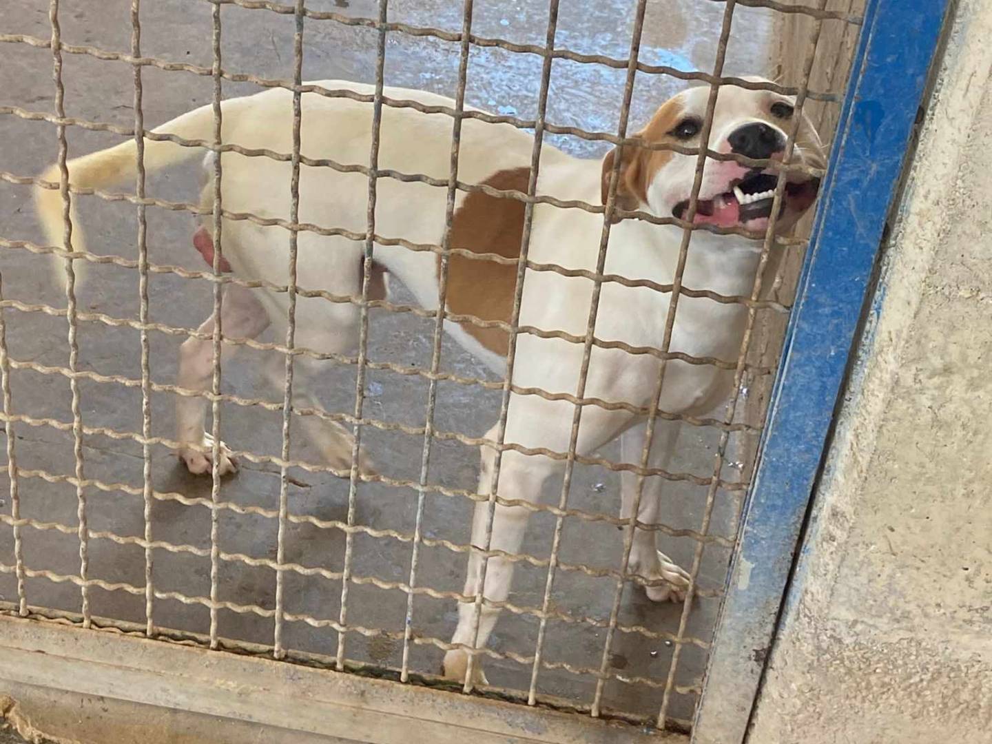 Vuoi adottare un cane a Firenze?