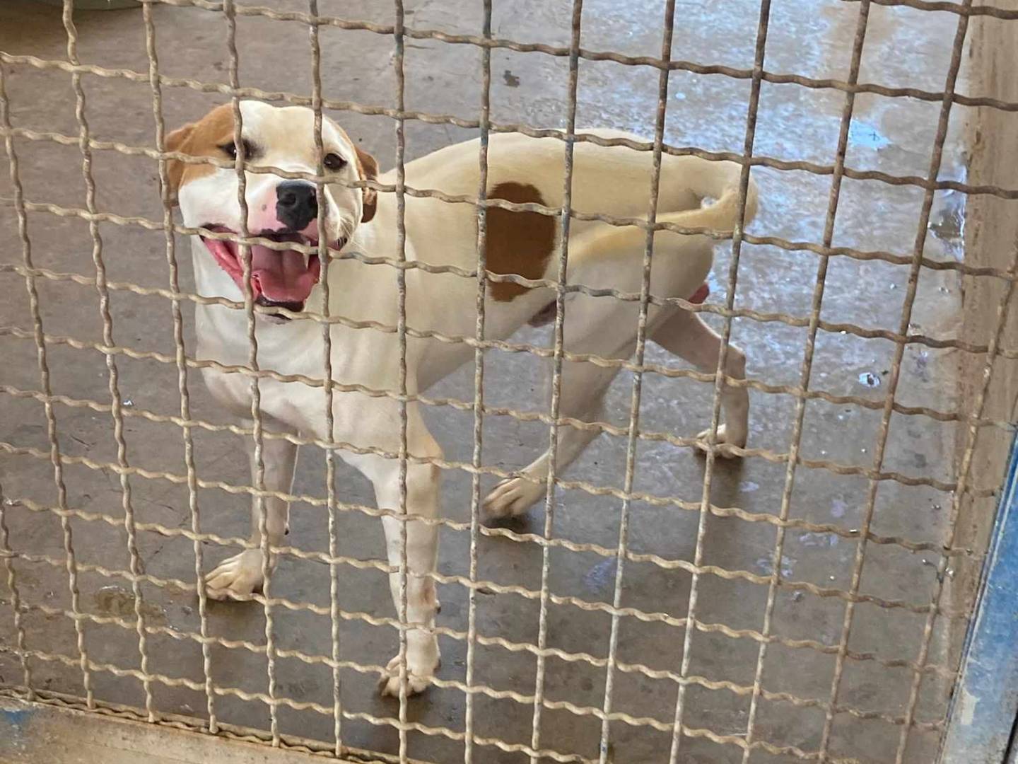 Adotta il cane MARCUS a Firenze