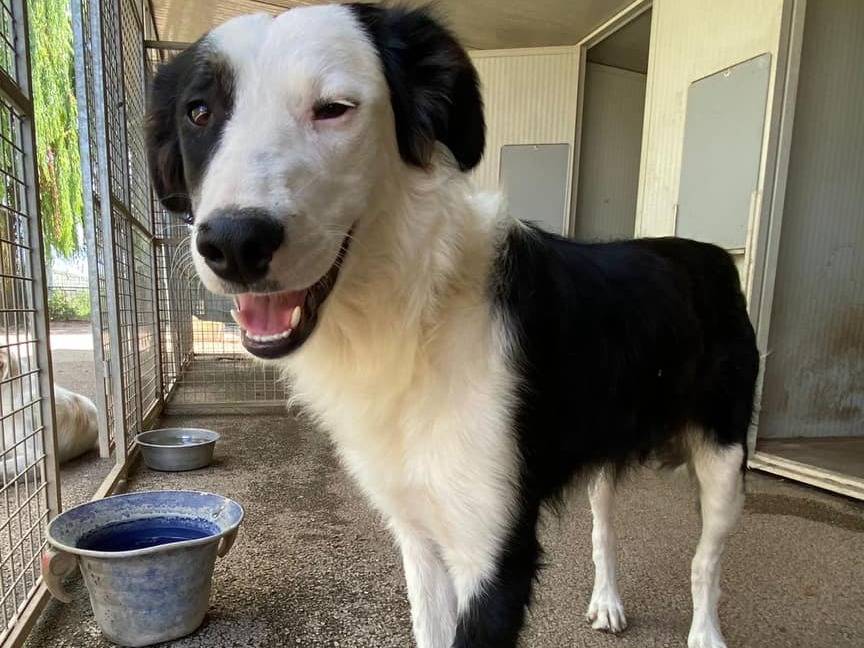 Adotta il cane WILLOW a Firenze