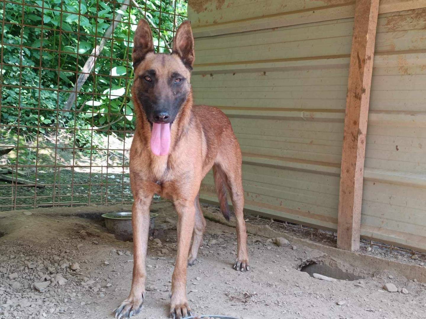 Adotta il cane HERO, DIESEL e ZATLAN a Firenze