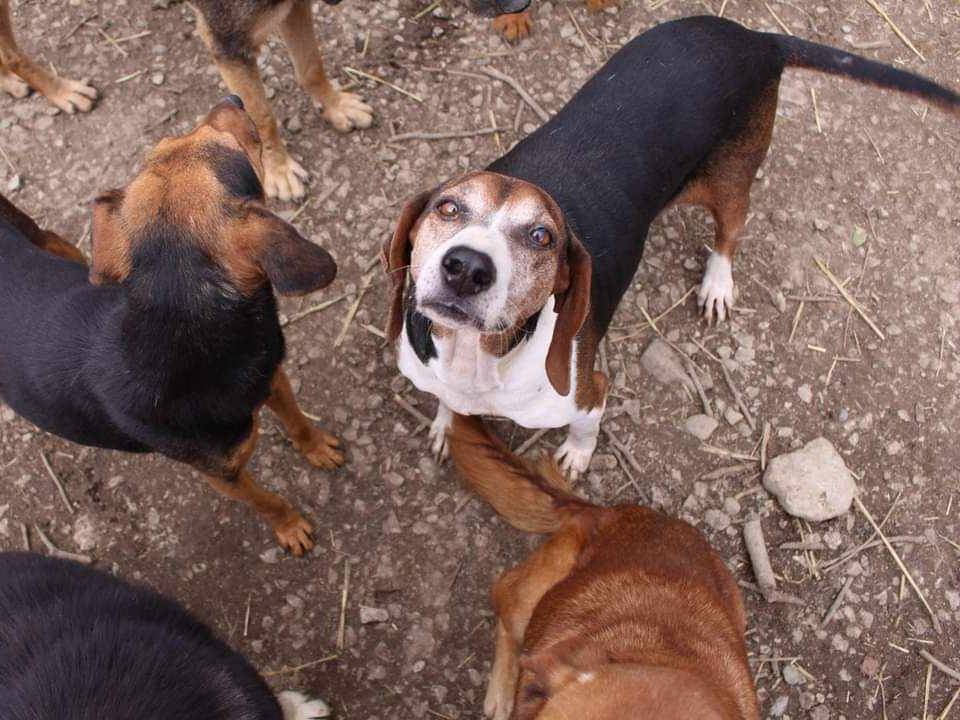 Adotta il cane ABBY a Firenze