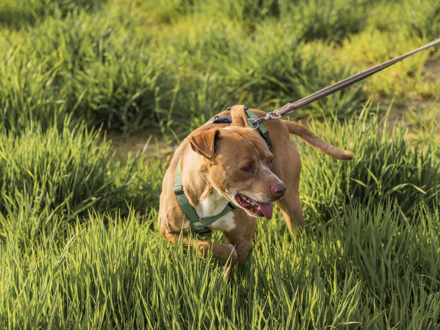 Adotta un cane, maschio, 9 anni  e 5 mesi , Milano
