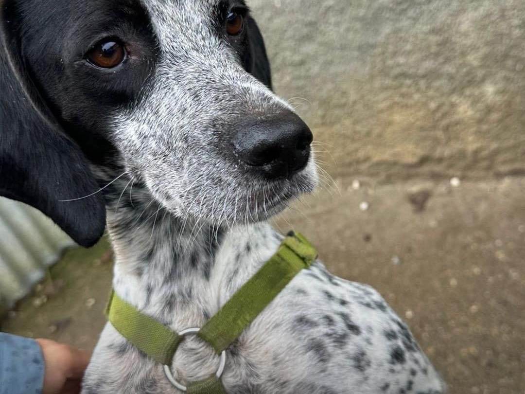 Foto dell'animale