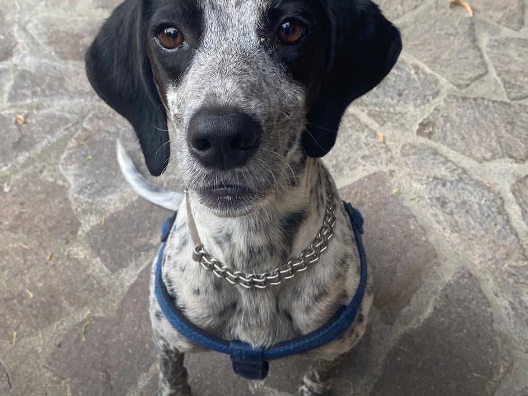 Adotta un cane, maschio, 7 anni  e 6 mesi , Milano