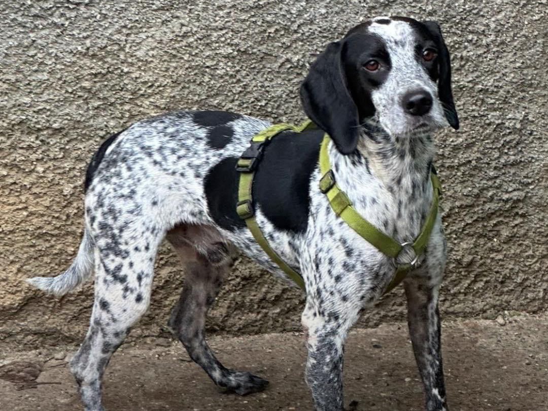Adotta un cane, taglia media, maschio, Milano