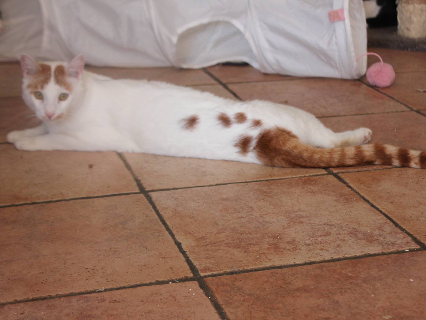Adotta un gatto, taglia non valida, maschio, Milano