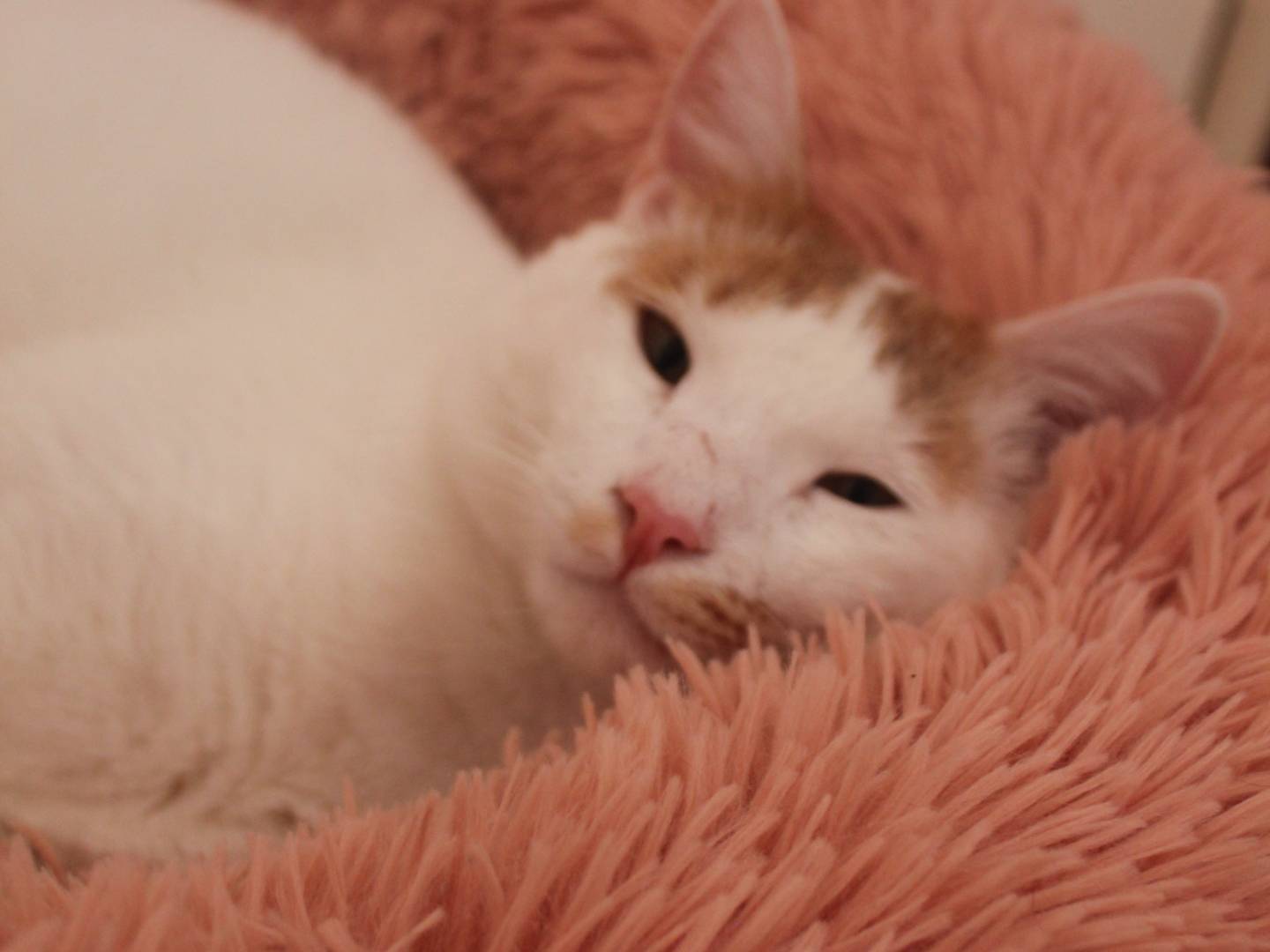 Adotta il gatto ZIGGY a Milano