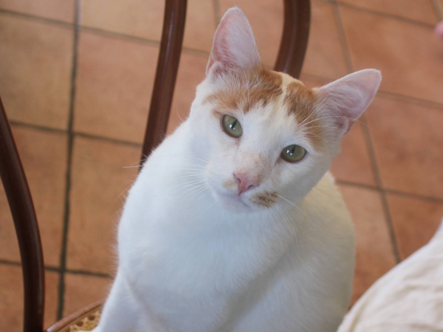 Adozione gatto, maschio, meticcio, 3 anni e 8 mesi, taglia non valida, Bologna