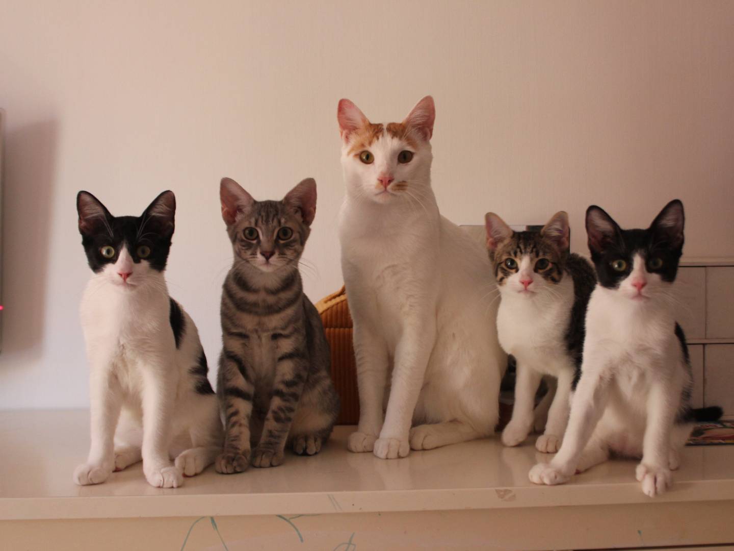 Adotta un gatto, maschio, 3 anni e 8 mesi, Bologna