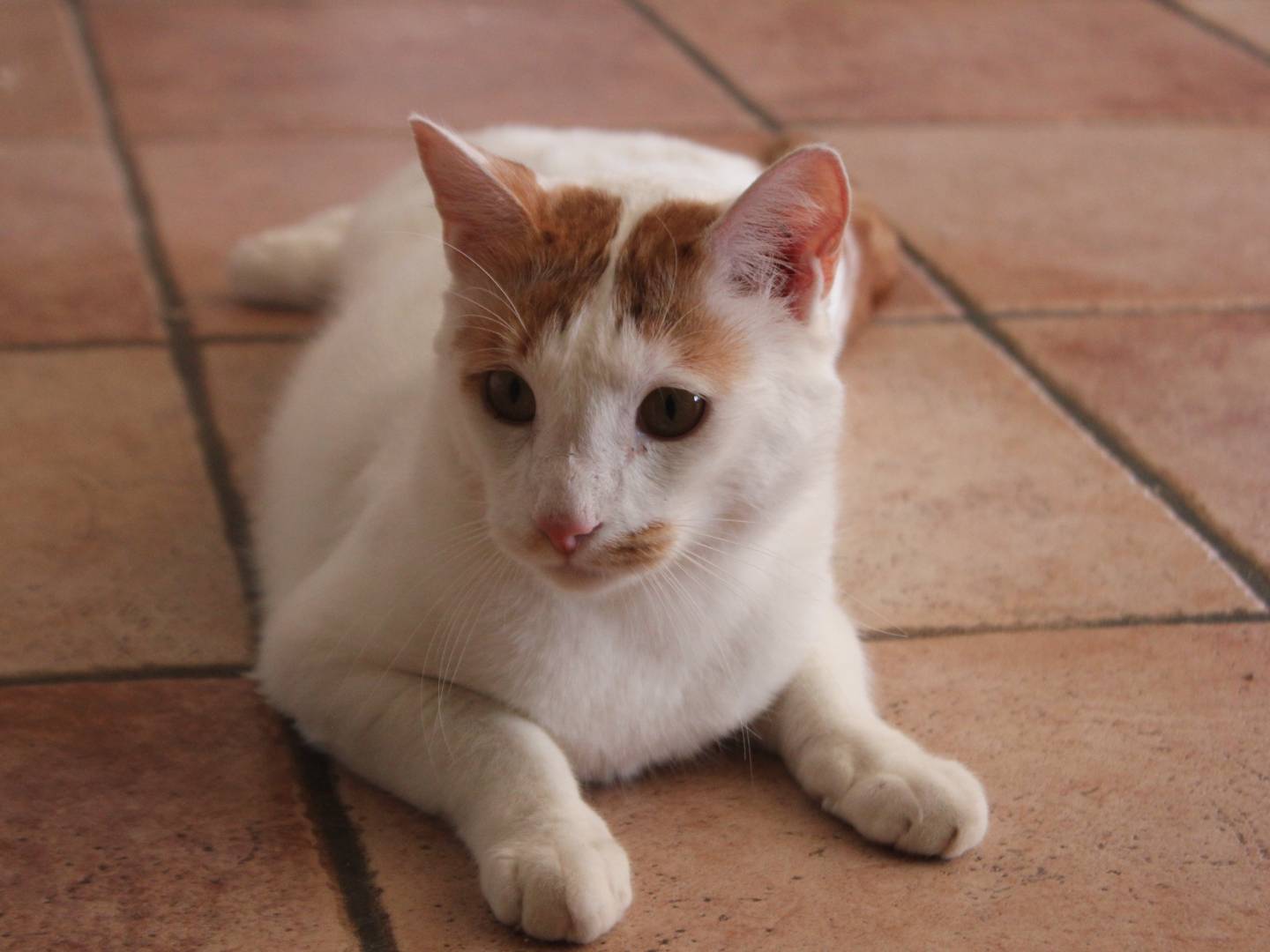 Adotta un gatto, taglia non valida, maschio, Bologna