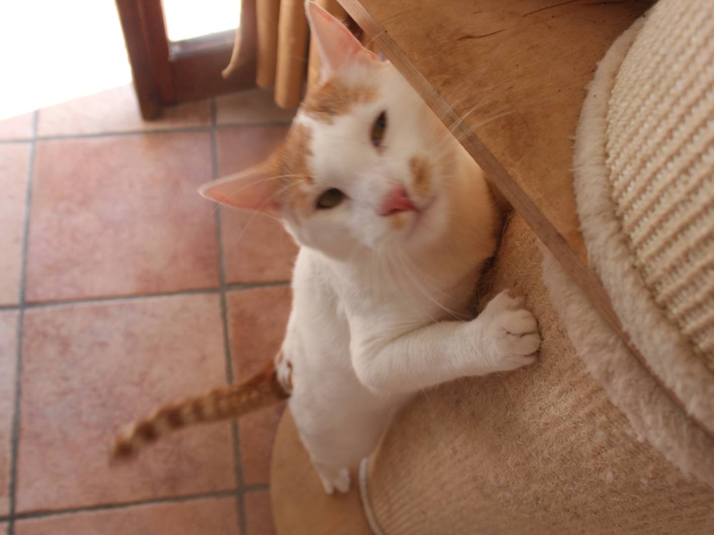 Adotta il gatto ZIGGY a Bologna
