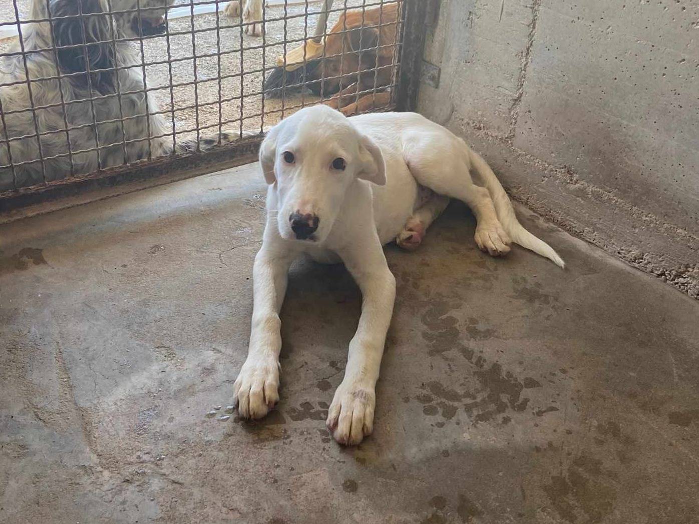 Adotta un cane, femmina, 1 anno, Firenze