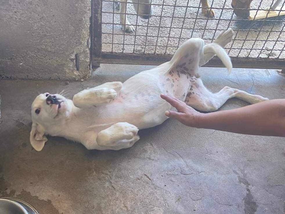 Adotta il cane MAYA a Firenze