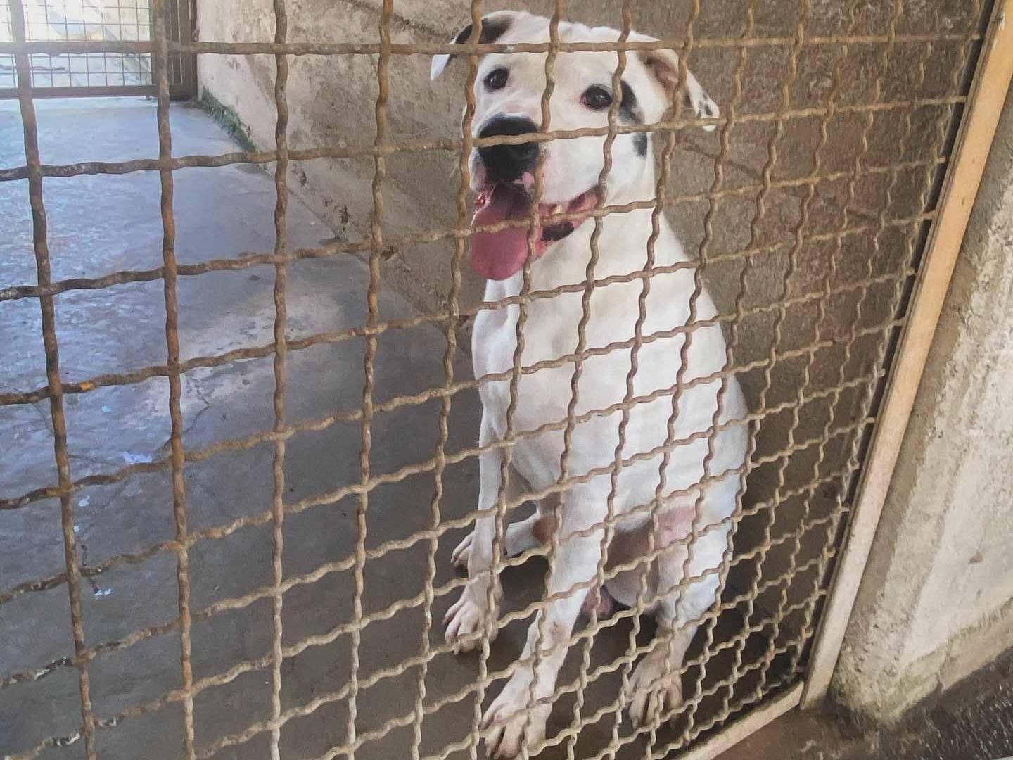 Adotta un cane, femmina, 3 anni  e 2 mesi , Firenze