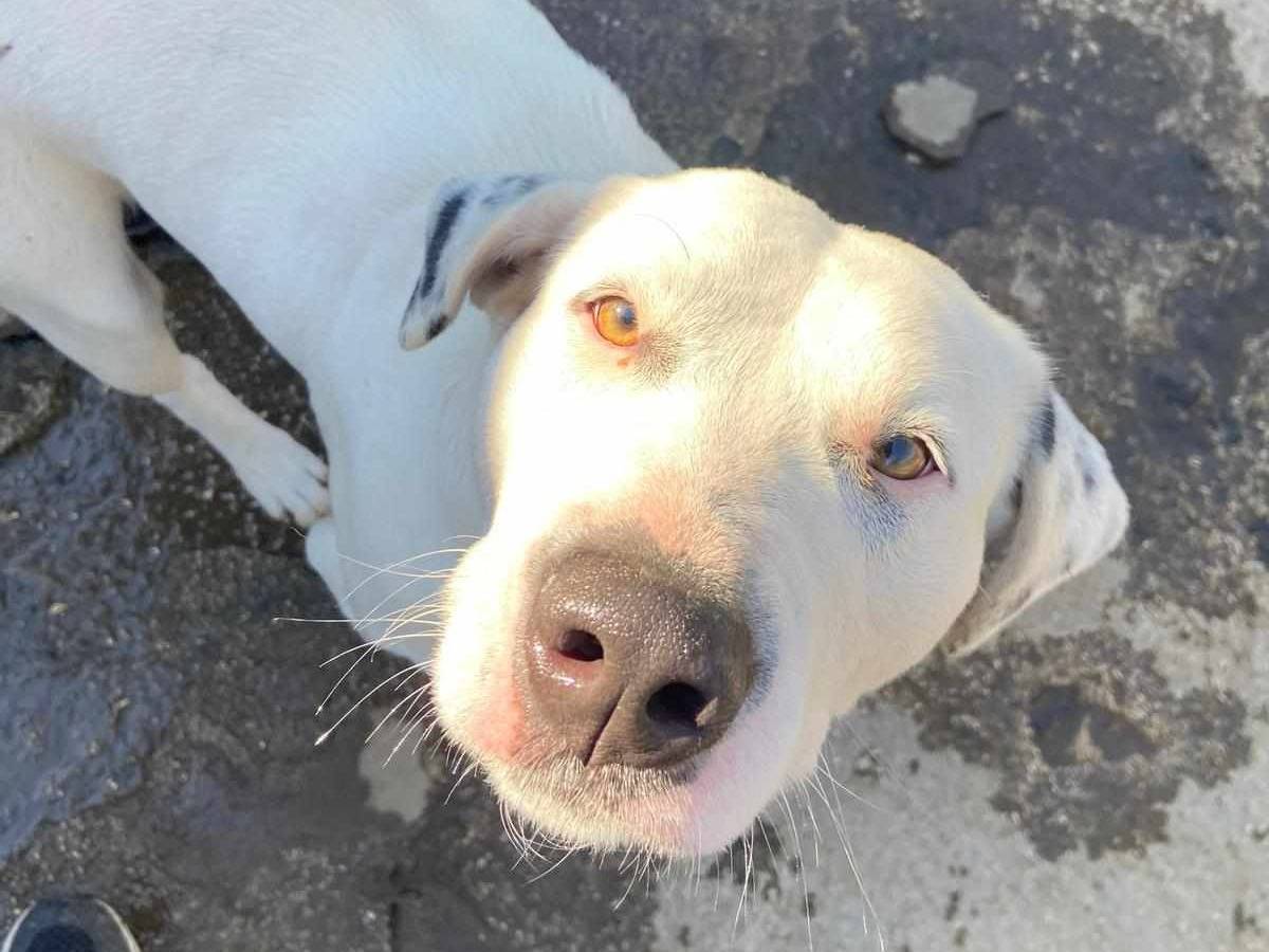 Vuoi adottare un cane a Firenze?