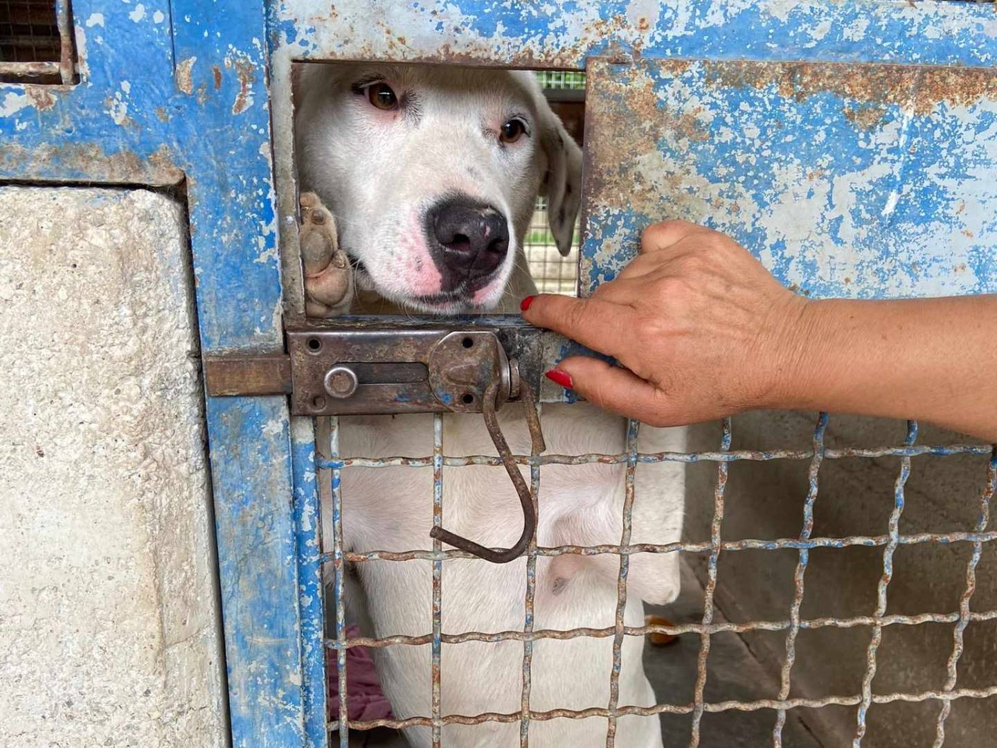 Adotta il cane DINO E DINA a Firenze