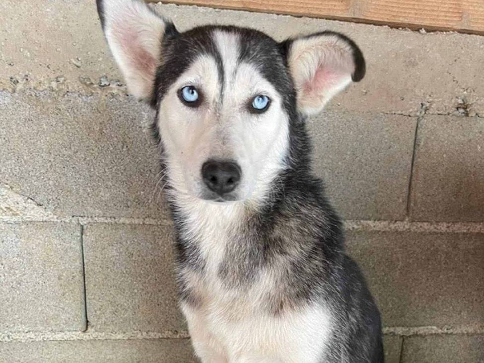 Adotta un cane, femmina, 2 anni  e 4 mesi , Firenze