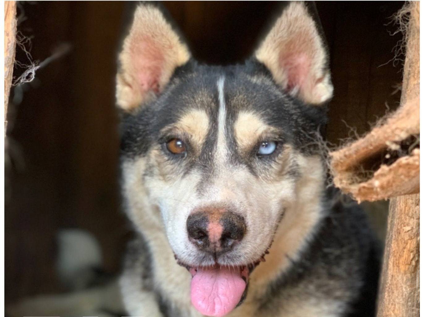 Adotta un cane, taglia media, femmina, Firenze