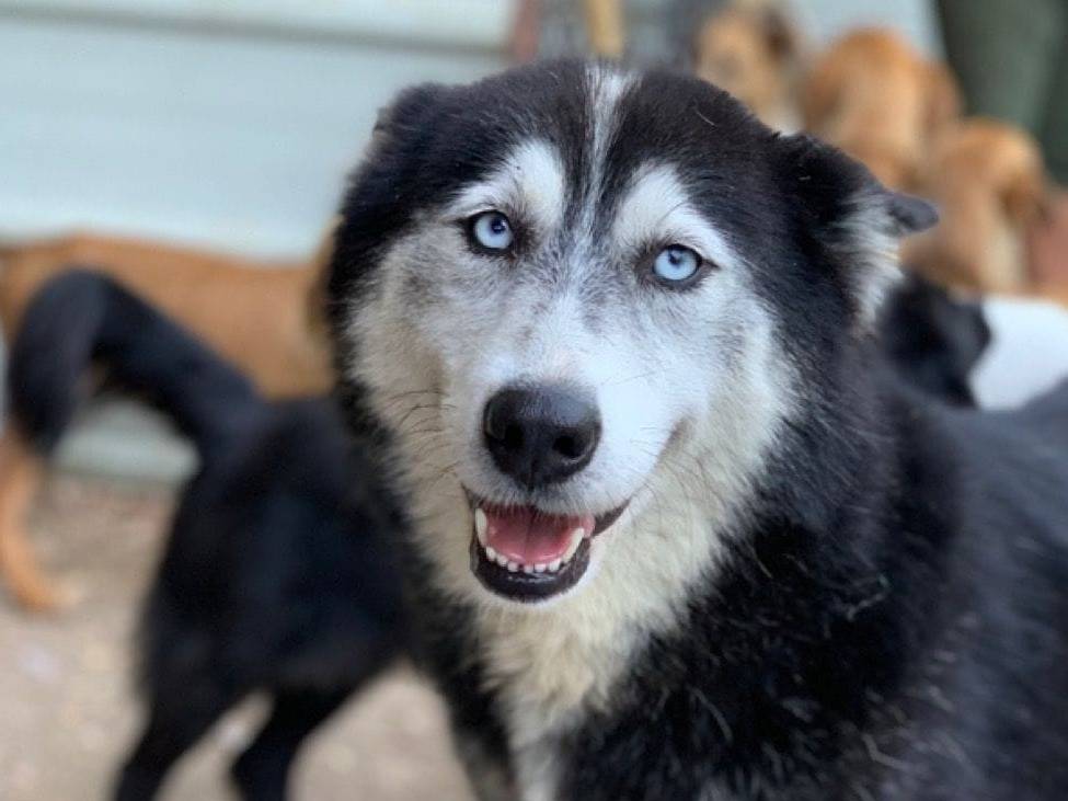 Vuoi adottare un cane a Firenze?