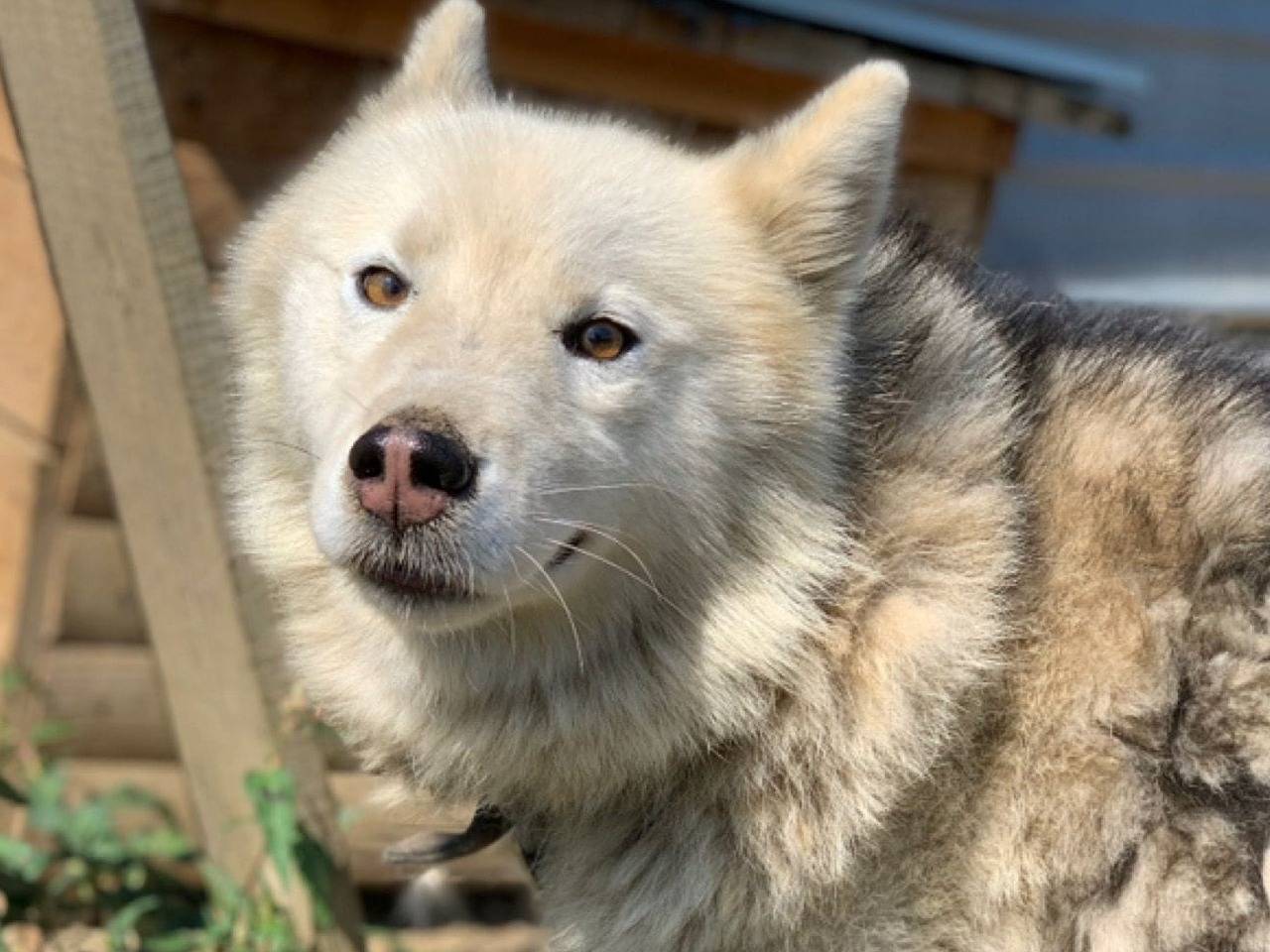 Adotta il cane TEAM HUSKY a Firenze