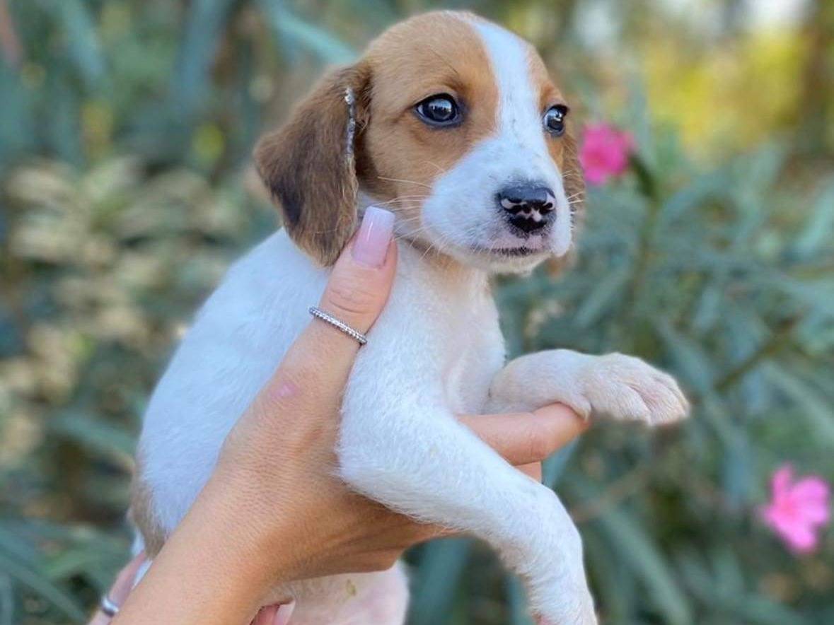 Foto dell'animale